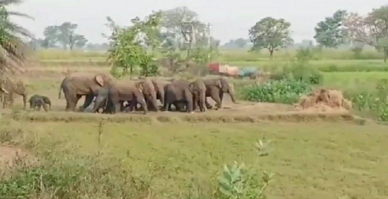 धमतरी और बालोद में हाथियों ने जमाया डेरा, फसलों को पहुंचा रहे नुकसान