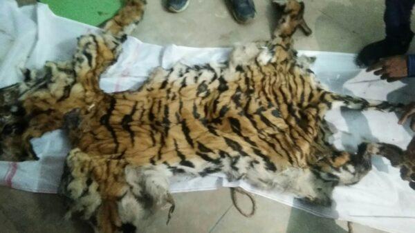 बाघ के खाल के साथ पुलिस के 5 जवान, 2 स्वास्थ्य कर्मी और एक सिविलियन गिरफ्तार, बेचने के लिए रायपुर ला रहे थे खाल
