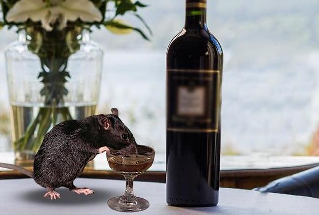 ओह तेरी! चूहों ने पी लिया 29 हजार लीटर 'शराब', जानें क्या है सच?