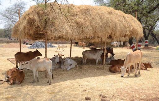 गौठान की चर्चा पहुंची स्वीडन, मिशन के उप प्रमुख गौतम भट्टाचार्य दो दिवसीय प्रवास पर कल पहुंचेगे छत्तीसगढ़