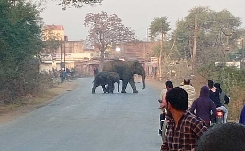 सरायपाली में हाथियों का आतंक... अपनी जान बचाने घरों में बंद रहने पर मजबूर हुए लोग, देखें VIDEO