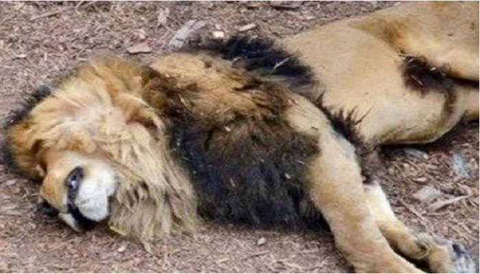 अब जानवरों में भी फैलने लगा कोरोना वायरस, संक्रमण से एक शेर की मौत, एडवाइजरी जारी