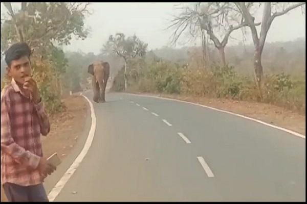 बाइक पर जाते समय हाथी से हुआ सामना, भागते वक्त हाथी ने महिला को कुचल कर मारा