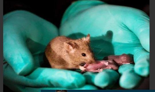 कोरोना वायरस फैलाने वाले चीन में अब "नर चूहों" क्रूरता, जबरन पैदा करवा रहा बच्चे!