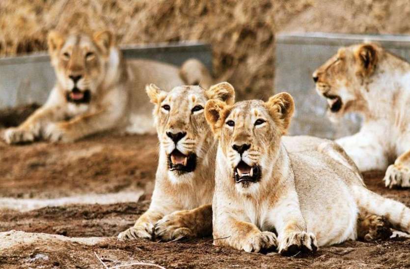 कोरोना के डेल्टा वेरिएंट का असर अब जानवरों पर, चेन्नई के जूलॉजिकल पॉर्क में चार शेर पाए गए पॉजिटिव