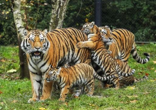 बाघों की संख्या