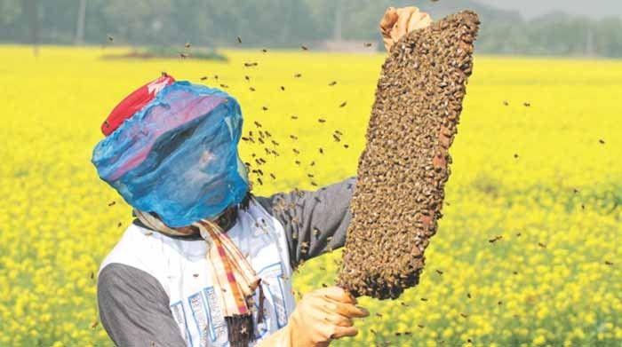युवाओं, किसानों और महिलाओं को रोजगार से जोड़ने मधुमक्खी पालन को दिया जाएगा बढ़ावा, 39 करोड़ का प्रस्ताव पारित