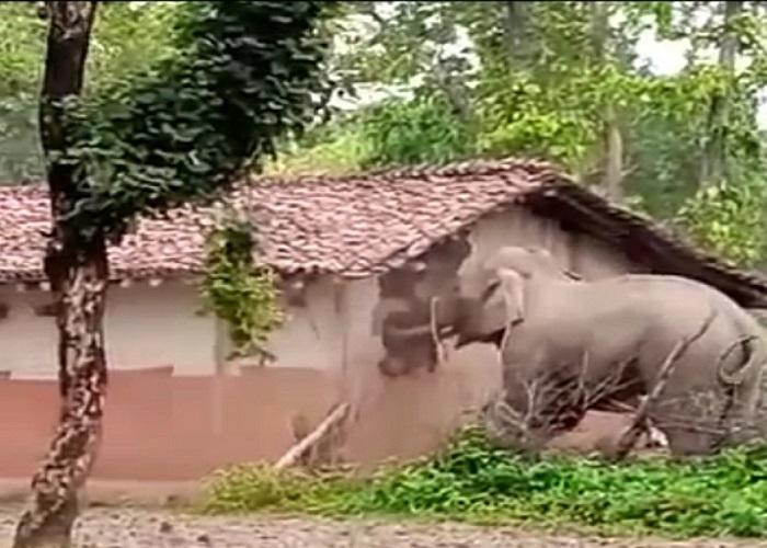 दंतैल हाथी ने दीवार तोड़कर चट किया महुआ और राशन, देखिये वीडियो