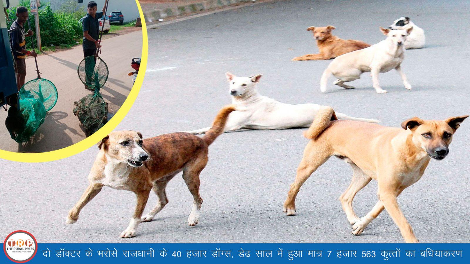 Dogs Sterilization Municipal Corporation Raipur