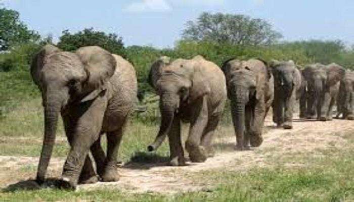 हाथियों को खिलाने के लिए मार्कफेड से धान खरीदेगा वन विभाग, गांवों के बाहर लगाया जाएगा ढेर