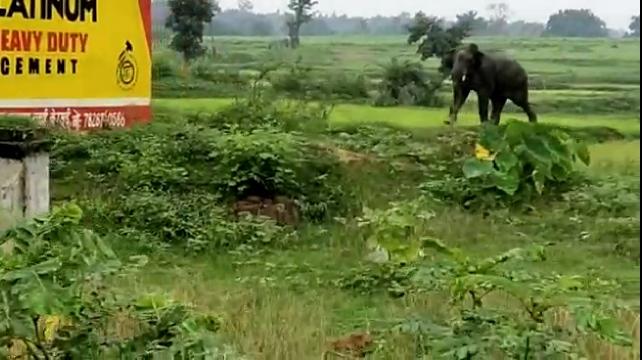 सड़क पर चलती बाइक से महिला को खींचकर हाथी ने कुचला, पति ने भागकर बचाई जान