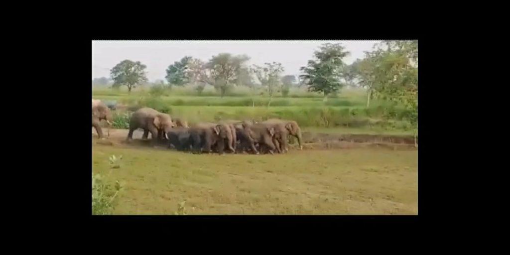 Elephant crushed and killed the bike rider, the co-rider saved his life by running away