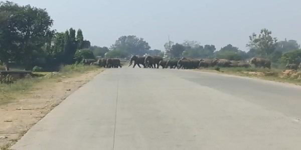 अंबिकापुर की सीमा में पहुंचे 30 हाथियों के दल ने मचाई दहशत, लोगों के हुजूम के चलते हाइवे पर लगा जाम
