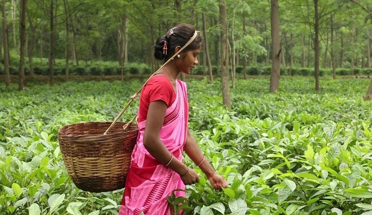 छत्तीसगढ़ में अब चाय एवं कॉफी की खेती करने वाले किसानों को भी मिलेगा न्याय योजना का लाभ, टी कॉफी बोर्ड का होगा गठन