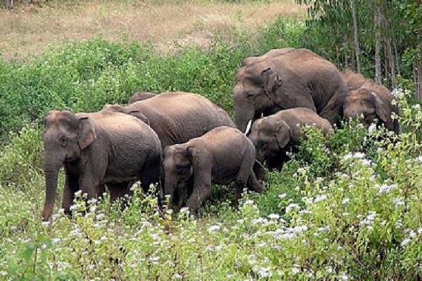 मरवाही इलाके में फिर पहुंचा 42 हाथियों का दल, ग्रामीण दहशत में
