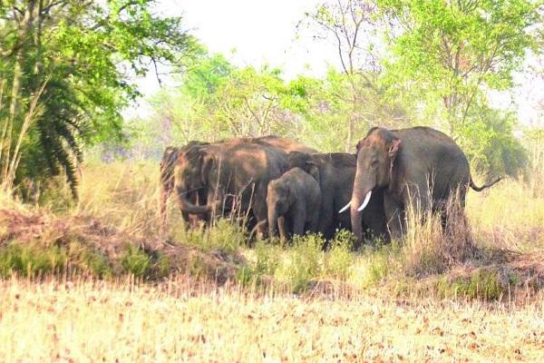 हाथियों का उत्पात जारी, फसल कटाई से पहले ही हाथियों ने कर डाला नुक्सान, दहशत में ग्रामीण