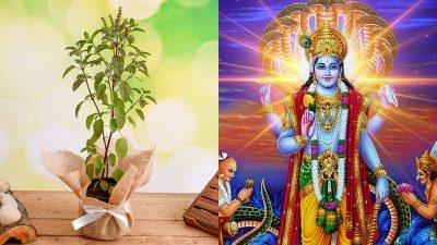 जानिए तुलसी के पौधे उत्पन्न होने की वजह, विवाह के पीछे की पौराणिक व्रत कथा, क्या है पूजा मुहूर्त
