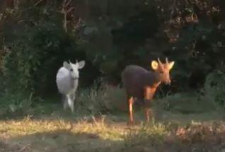 Viral Video : क्या आपने कभी देखा है सफ़ेद हिरण, काजीरंगा नेशनल पार्क का यह वीडियो हुआ वायरल