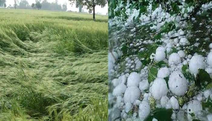 किसानों को मिली राहत, बारिश से बर्बाद फसलों के लिए मिलेगा मुआवजा, कृषि मंत्री ने दिए सर्वे के निर्देश