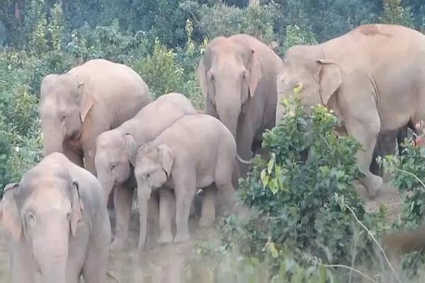 स्वच्छंद विचरण को रोककर हाथी-मानव द्वन्द बढ़ा रहे हैं छत्तीसगढ़ के वन अधिकारी, कड़ा पत्र लिखा CCF सरगुजा ने