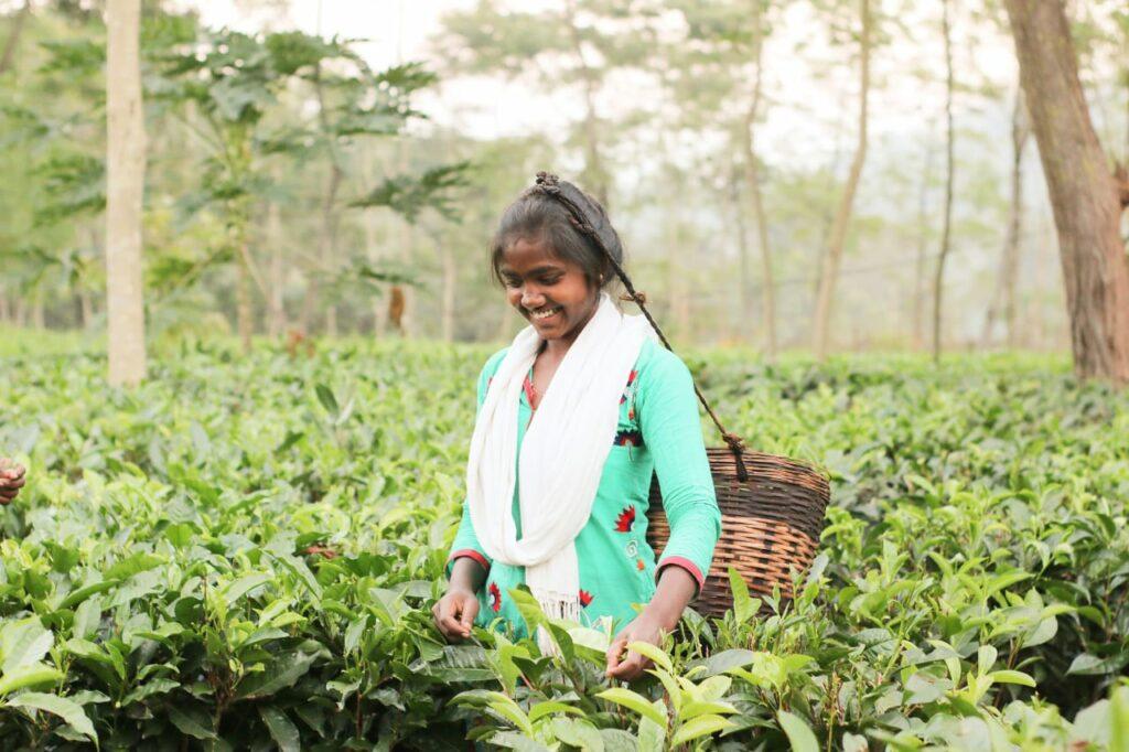 जशपुर की नई पहचान बने चाय बागान, मिल रहा है 'टी टूरिज्म' को बढ़ावा