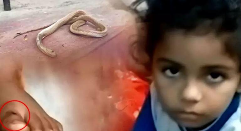 A 4-year-old child was bitten by a cobra, in 30 seconds, the snake dies itself after tinkering, doctors are telling that the child is completely healthy