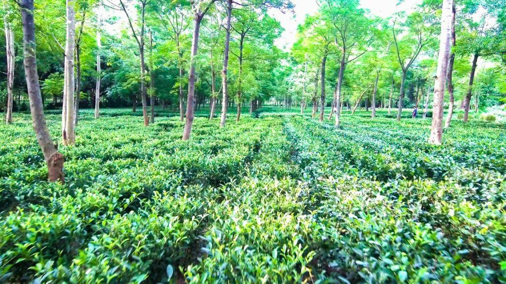 जशपुर की नई पहचान बने चाय बागान, मिल रहा है 'टी टूरिज्म' को बढ़ावा