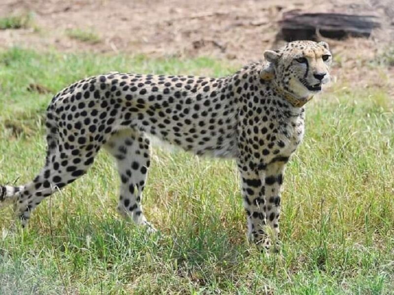आखिर क्यों नामीबिया के ही चीतों को कूनो नेशनल पार्क में मिली जगह