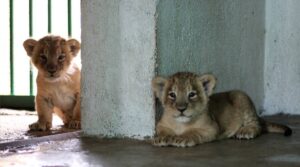 Wildlife Conservation Week : सीएम भूपेश ने रखा 3 शेर शावकों का नाम, 10 नए बाड़ों का लोकार्पण