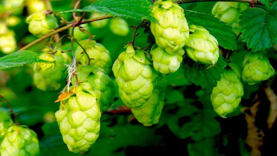 ये है दुनिया की सबसे महंगी सब्जी… 85 हजार रुपए में मिलती है