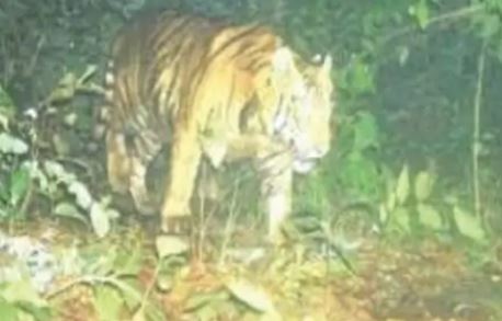 In Indravati Tiger Reserve, tiger captured in camera offorest department, watch the movement