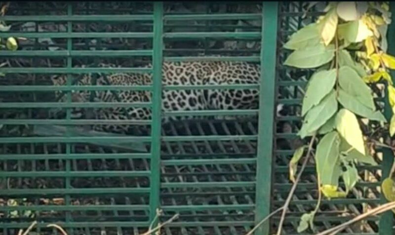 CG-News-Leopard-trapped-in-cage-after-killing-3-people-forest-department-heaves-a-sigh-of-relief