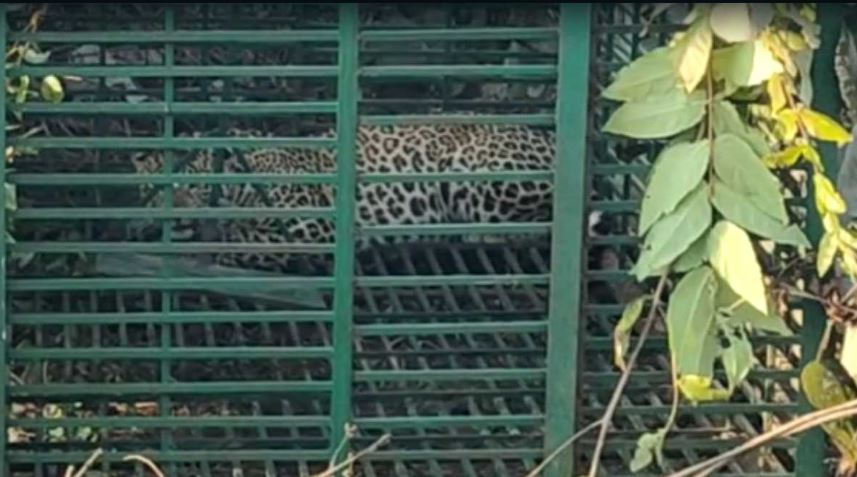 CG-News-Leopard-trapped-in-cage-after-killing-3-people-forest-department-heaves-a-sigh-of-relief