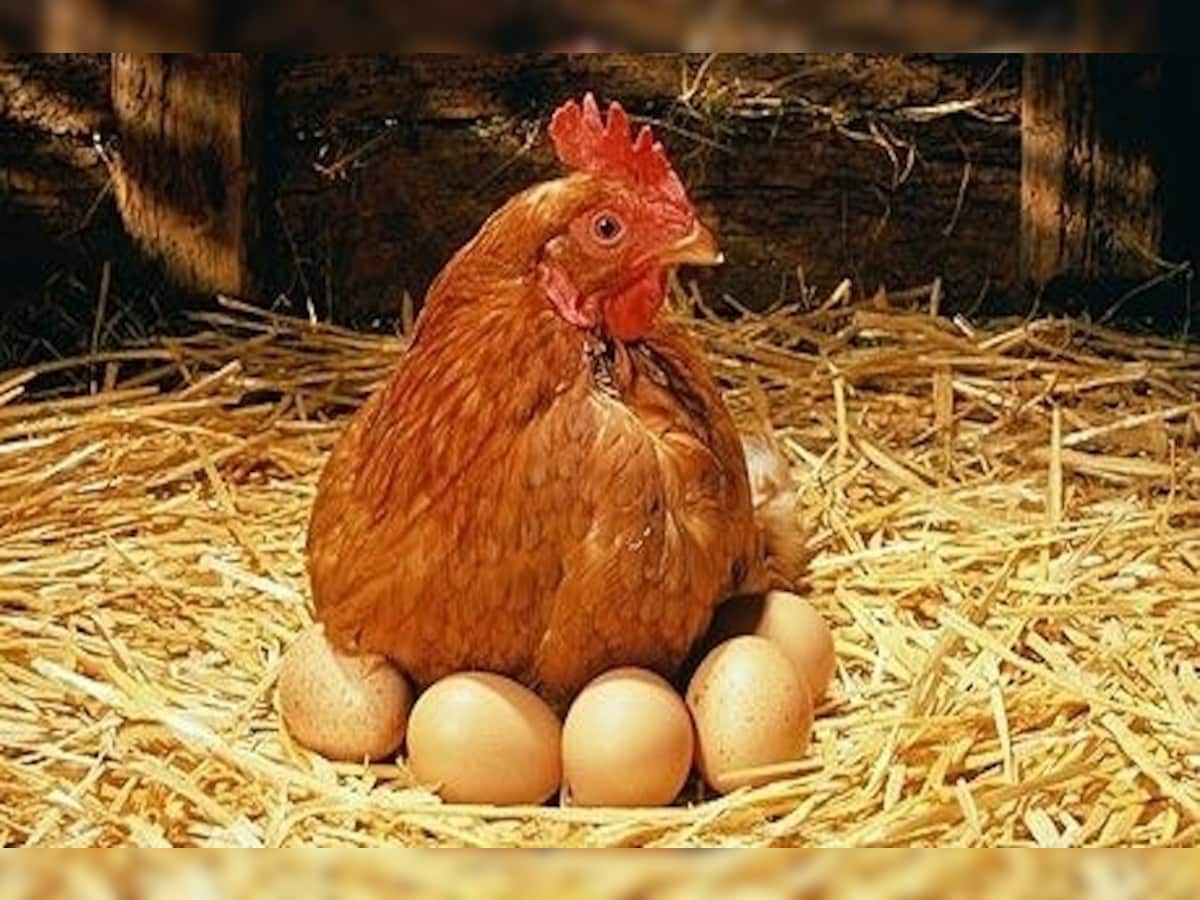अंडा और मुर्गा खाने वाले 11 लोग हुए बीमार, एक की मौत
