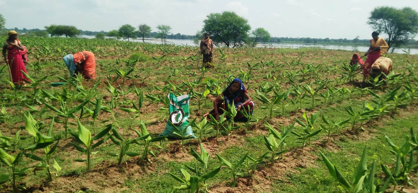 धान के कटोरे में अब मसालों की महक, मसाले बन रहे छत्तीसगढ़ की नई पहचान