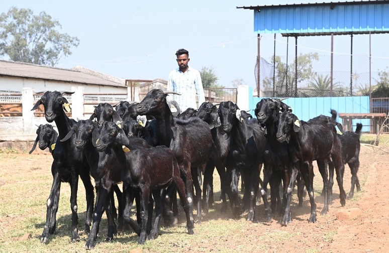 अब गौठानों में होगा बकरी पालन, दुर्ग जिले के गौठान में स्थापित हुआ राज्य का पहला प्रजनन उपकेन्द्र