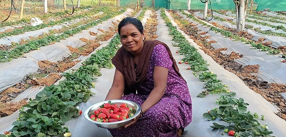 जशपुरिया स्ट्राबेरी से महकेगा छत्तीसगढ़, हिमाचल, महाराष्ट्र में उगने वाली स्ट्राबेरी की खेती अब राज्य में