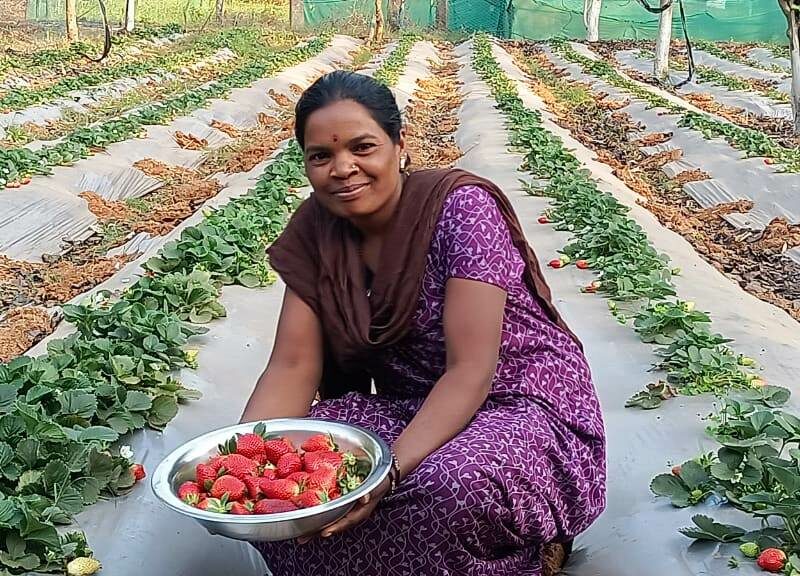 जशपुरिया स्ट्राबेरी से महकेगा छत्तीसगढ़, हिमाचल, महाराष्ट्र में उगने वाली स्ट्राबेरी की खेती अब राज्य में