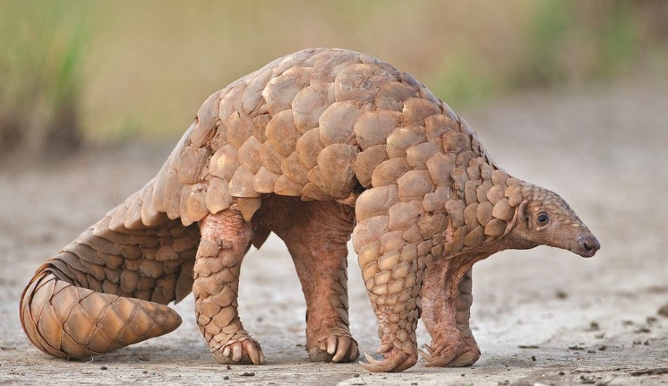 PANGOLIN LIVE