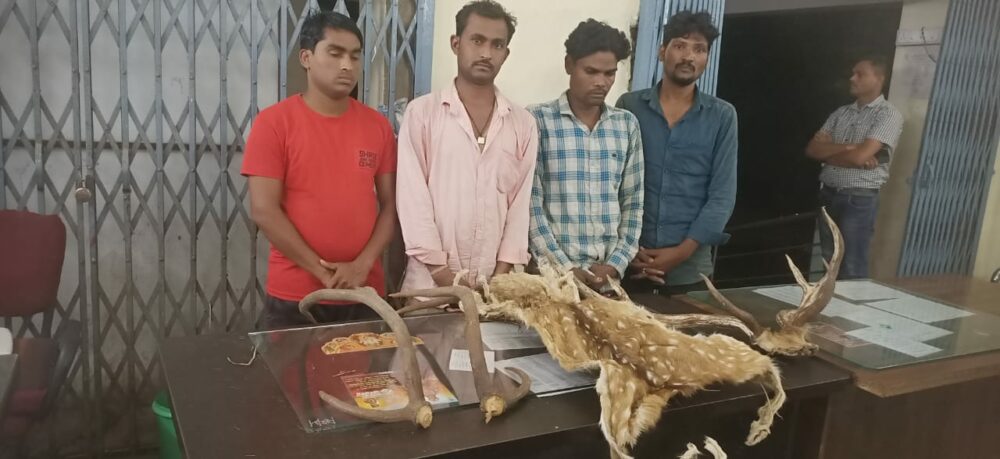 CG. News Breaking: Wildlife Deer Hunting - चार आरोपी शिकारी और तस्कर गिरफ्तार, खाल और सींग बरामद