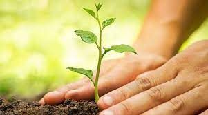 Forest Department Will Plant 3 Crore Saplings -नदियों के तटों, वन भूमि और चिन्हांकित जगहों में लगाए जायेंगे 3 करोड़ पौधे
