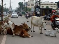 एसपी का फरमान : मवेशी के चलते सडक हादसा हुआ तो मालिक जायेंगे जेल, मगर जो मवेशी आवारा हैं, उनका क्या होगा..? प्रदेश में कब तक बनेंगे गौ अभ्यारण..?