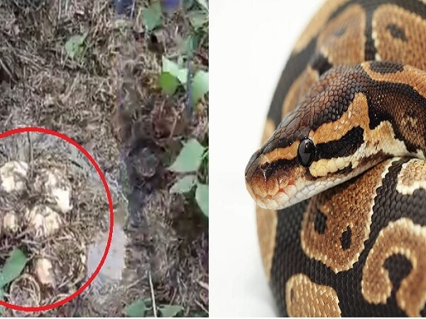 खेत से मिले अजगर के 14 अंडे, सर्परक्षक समिति ने किया सफल रेस्क्यू, वन विभाग की निगरानी में रखा गया सुरक्षित