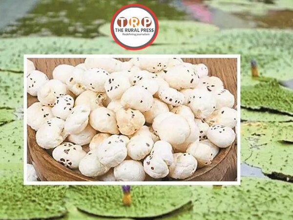 ‘मय’ से नहीं ‘मखाने’ से होगी पहचान, ‘धनहा धमतरी’ बनेगा वजह…