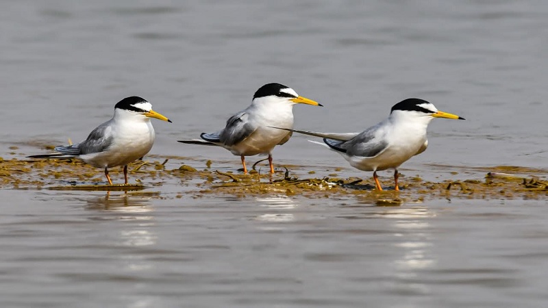 सियादेवी जलाशय बनेगा इको-टूरिज्म केन्द्र, एडवेंचर और राफ्टिंग सेंटर का