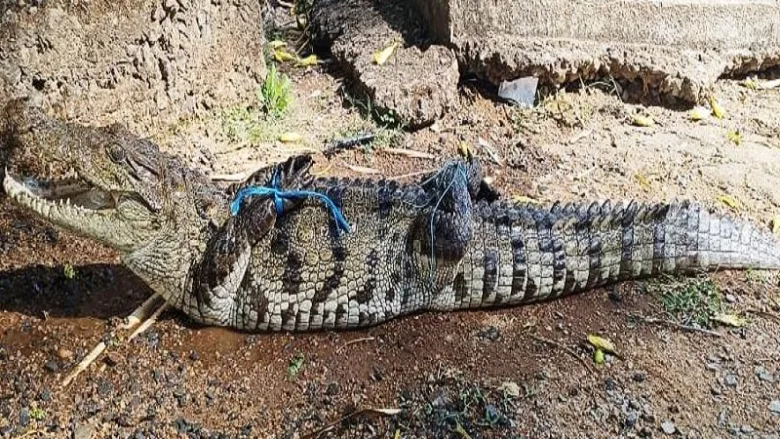 Successful crocodile rescue by forest department in Baloda Bazar Chhattisgarh.
