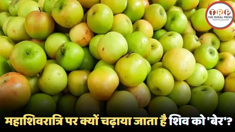 Healthy Ber fruit benefits for Mahashivratri festival