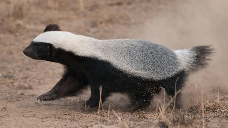 Rare Honey Badger sighting in Marwahi Chhattisgarh forest.