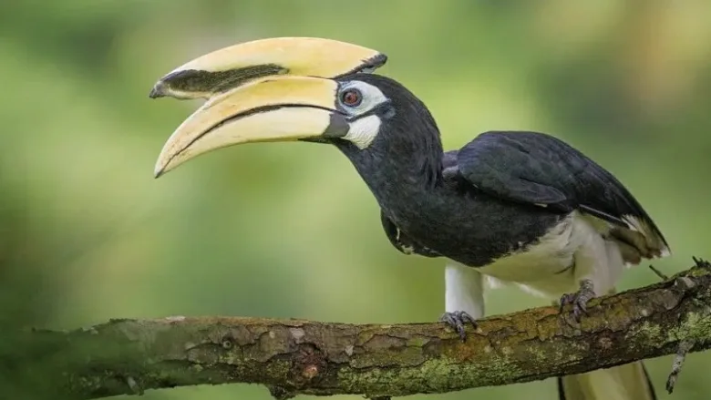 Rare Malabar Pied Hornbill in Udanti Sitanadi Tiger Reserve Chhattisgarh.