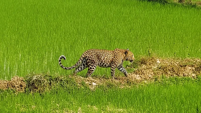 Leopard cub rescue in Dhamtari Chhattisgarh